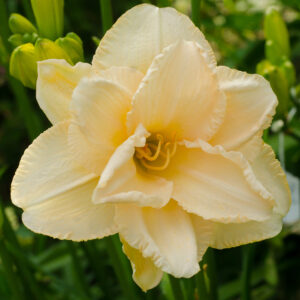 Daylily Land Of Cotton