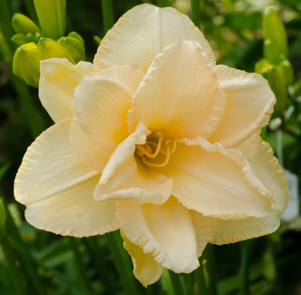 Daylily Land Of Cotton