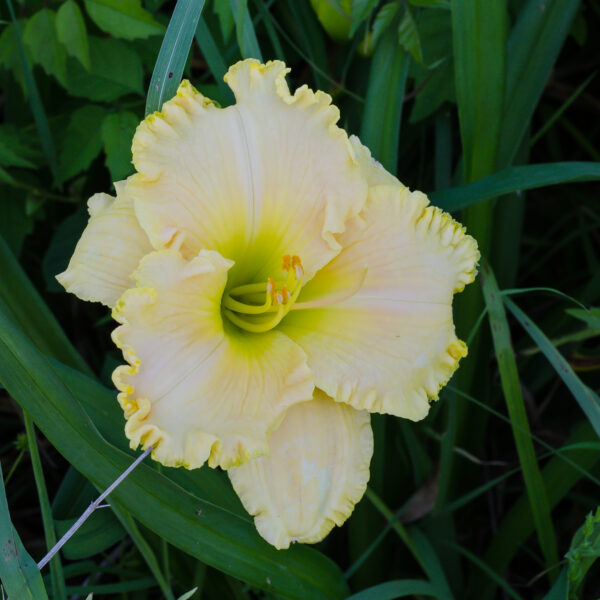 Daylily Larry Grace