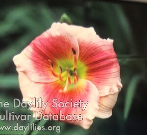 Daylily Little Clown