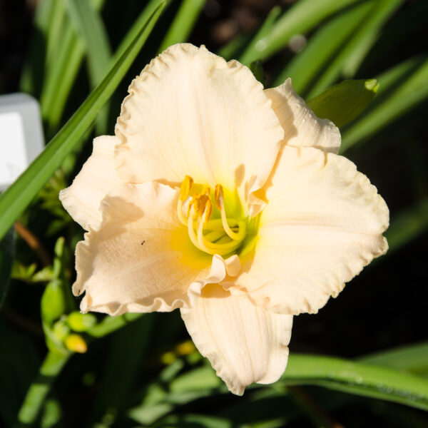 Daylily Lullaby Baby