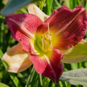 Daylily Majestic Beauty