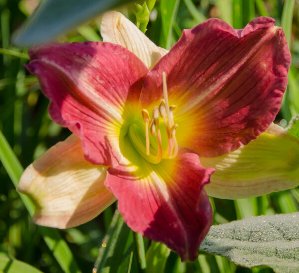 Daylily Majestic Beauty