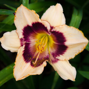 Daylily Masked Phantom