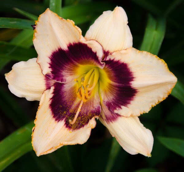 Daylily Masked Phantom