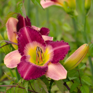 Daylily Old King Cole