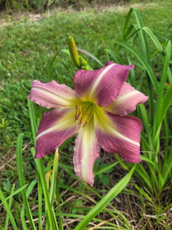 Daylily Peacock Maiden