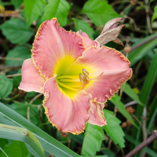 Daylily Rose Fireglow