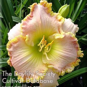 Daylily See His Glory