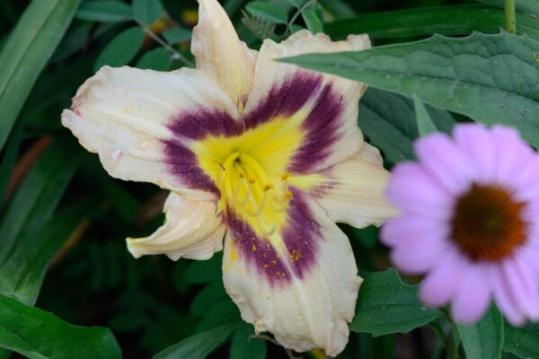 Daylily Shaded Eyes