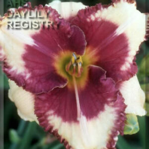 Daylily Todd of the DIce