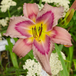 Daylily Trahlyta