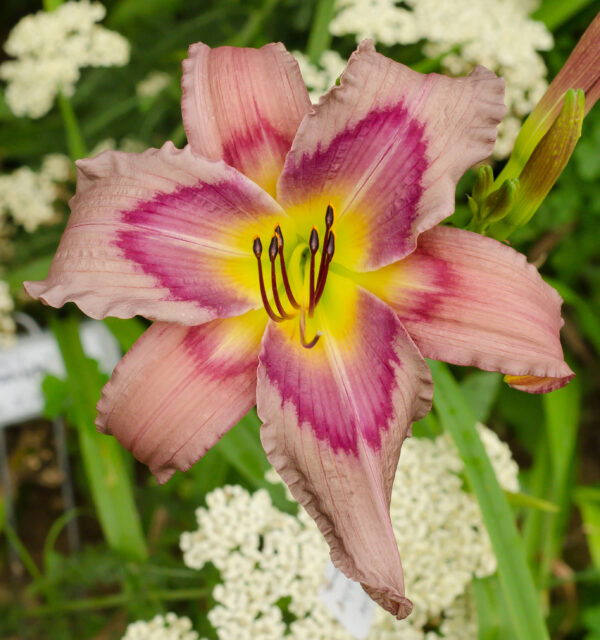 Daylily Trahlyta