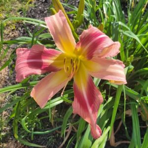 Daylily With The Help Of Friends