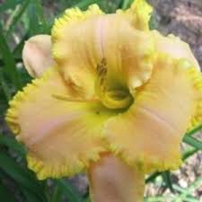 Daylily Trimmed In Gold