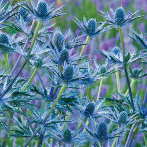 Eryngium Big Blue Sea Holly