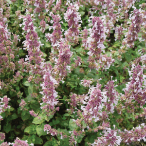 Nepeta Wispurr Pink