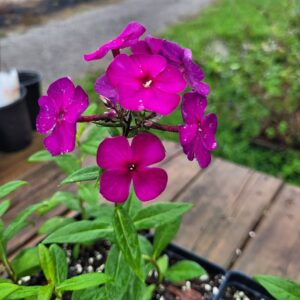 Phlox paniculata Nicky