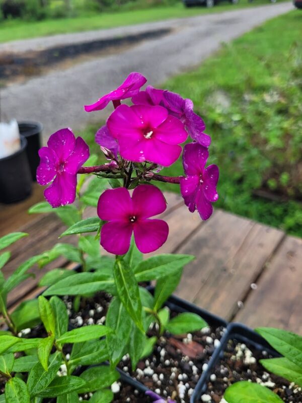 Phlox paniculata Nicky