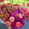 Summer Cut Flower Plant Collection-Large - Image 2