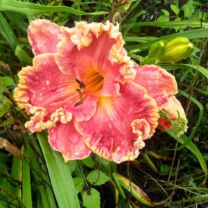 Daylily Calle Arena SUnset