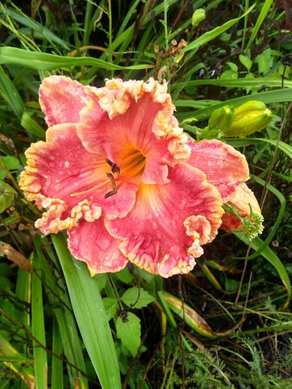 Daylily Calle Arena SUnset