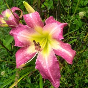 Daylily White Eyes Pink Dragon