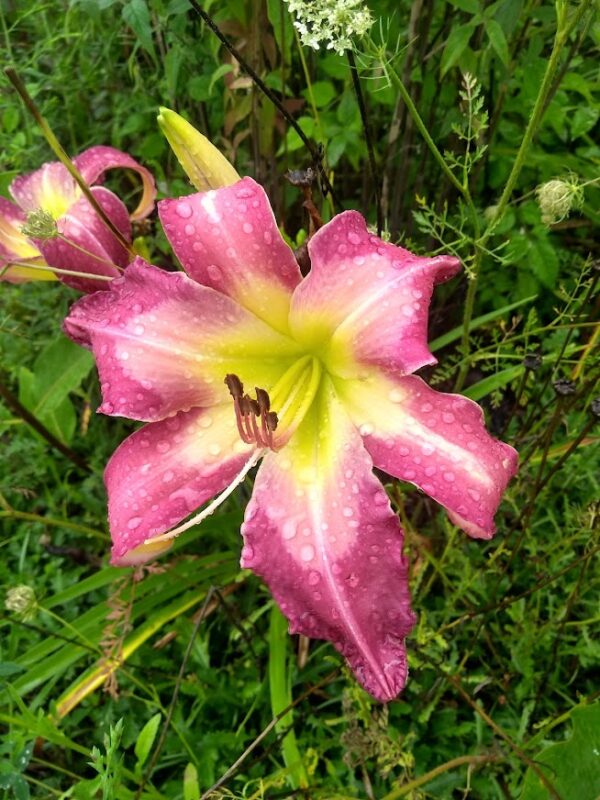 Daylily White Eyes Pink Dragon