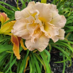 Daylily Double Cotton Candy Delight