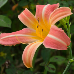 Daylily Erin Farmer