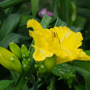 Daylily Isle Of Capri