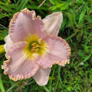 Daylily Mandalay Bay Music