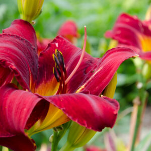 Daylily Red Volunteer
