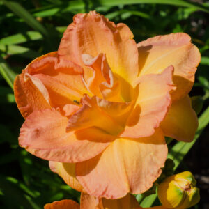 Daylily Francis Joiner