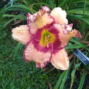 Daylily Frilled To Death