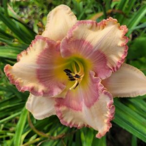 Daylily Going To The Chapel