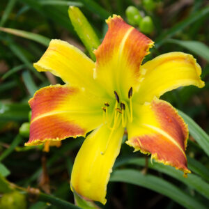 Daylily Heavenly Beginnings
