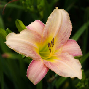 Daylily Marie's Gift