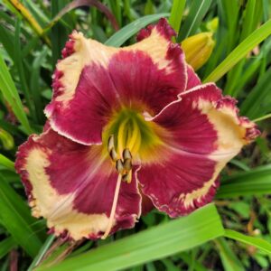 Daylily Marilyn Monroe