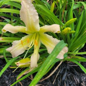 Daylily One Cat Too Many