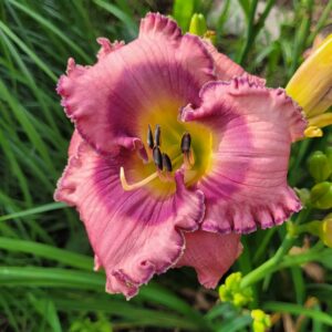 Daylily One For The Road