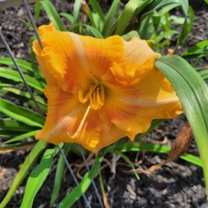 Daylily Peach Yum Yum