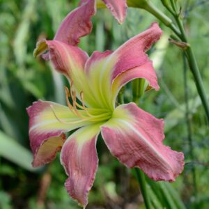 Daylily Pink Super Spider