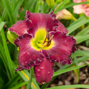 Daylily Plumtopia