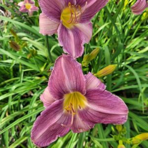 daylily Prairie Blue Eyes