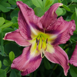 Daylily Regal Giant