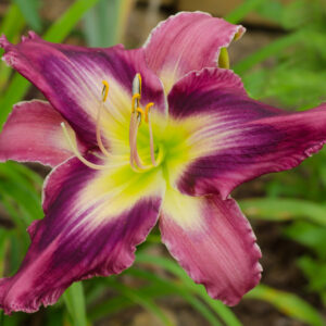 Daylily Smoke Scream