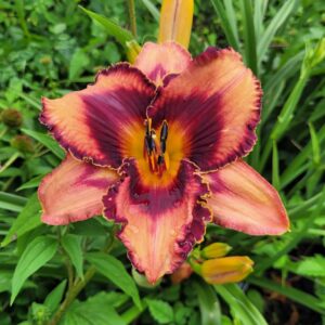 Daylily Tricked Out
