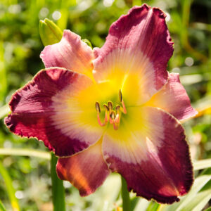 Daylily Wayfaring Stranger