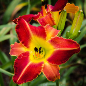 Daylily When Pigs Fly